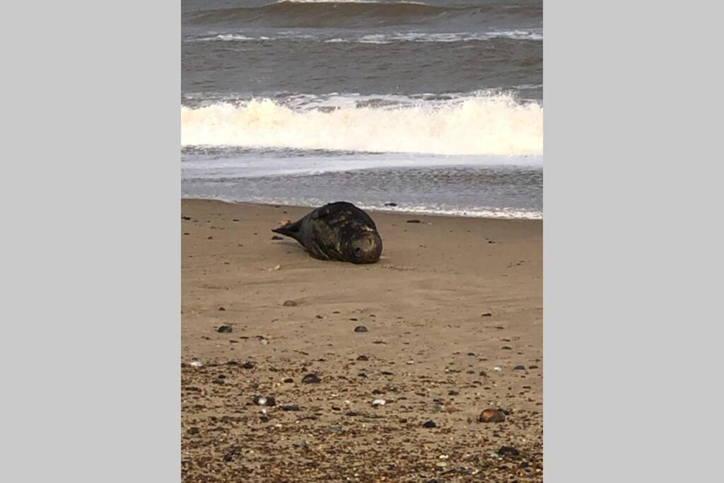 Dog Friendly Cottage 2 Mins To Beach With Hot Tub And Zappi Ev Lessingham Esterno foto